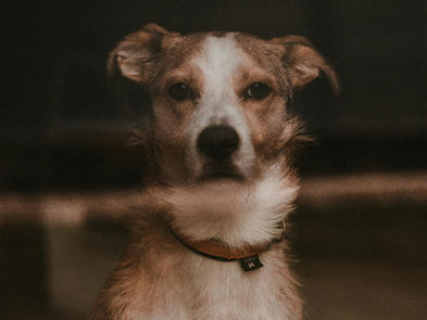 Happy dog? A brown and white dog with alert ears wears a collar, looking directly at the camera with a serious expression. Dark, blurred background.
