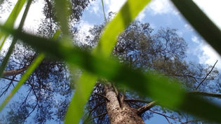 Blades of green grass blur in foreground as tall trees reach into a blue, cloudy sky from below.