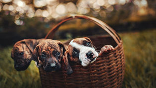 Three puppies peek out of a wicker basket in grass, with a warm blurred outdoor background.