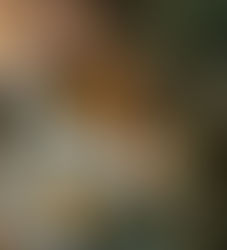 Close up of an orange and brown butterfly on white flowers and blurred background