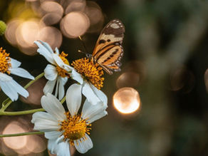 Close up of an orange and brown butterfly on white flowers and blurred background