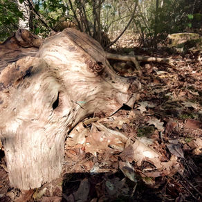 old piece of wood resembling a beautiful and sad beast on the ground of the woods