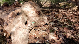 old piece of wood resembling a beautiful and sad beast on the ground of the woods