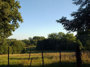 Nieuwe leven: Een veld weelderig met gras, bomen en een blik in de verte met een blauwe lucht