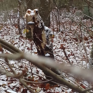 Snow-covered tree stump in a forest with fallen leaves on the ground and bare branches, creating a cold, wintry atmosphere in the middle of nature.