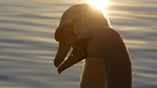 Life partner? Two swans in silhouette, touching heads against a golden sunlit background. The water reflects soft ripples, creating a serene mood.