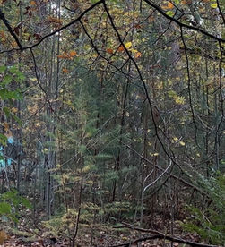 Blue orb against a wooded area backdrop