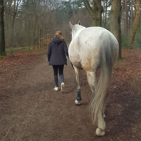 Person walking with a white horse on a forest path. Brown leaves cover the ground, trees surround the scene, creating a calm atmosphere.