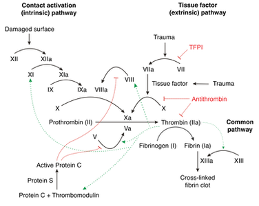 Coagulation.png