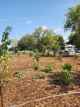 Westmount Food Forest