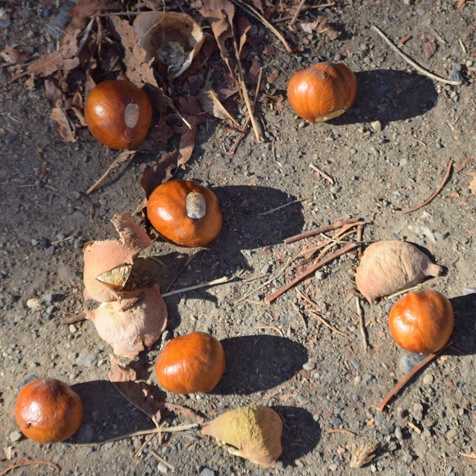 Buckeye seeds, San Jose CA : Observation © Anne Parsons