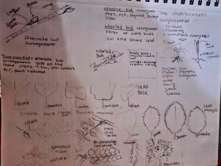 ISA notes from tree identification