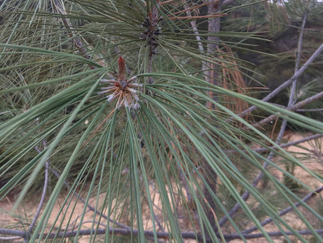 Gray Pine : Rugged Sentinel of California’s Foothills
