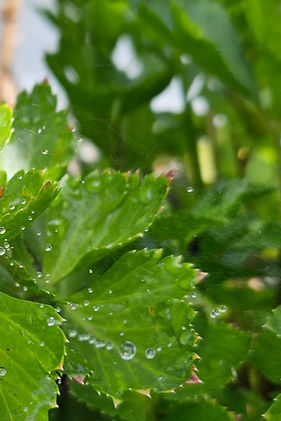 Viñas Sostenibles Certificadas: Compromiso con la Artesanía y el Medio Ambiente