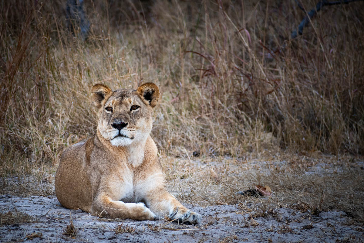lioness laying down