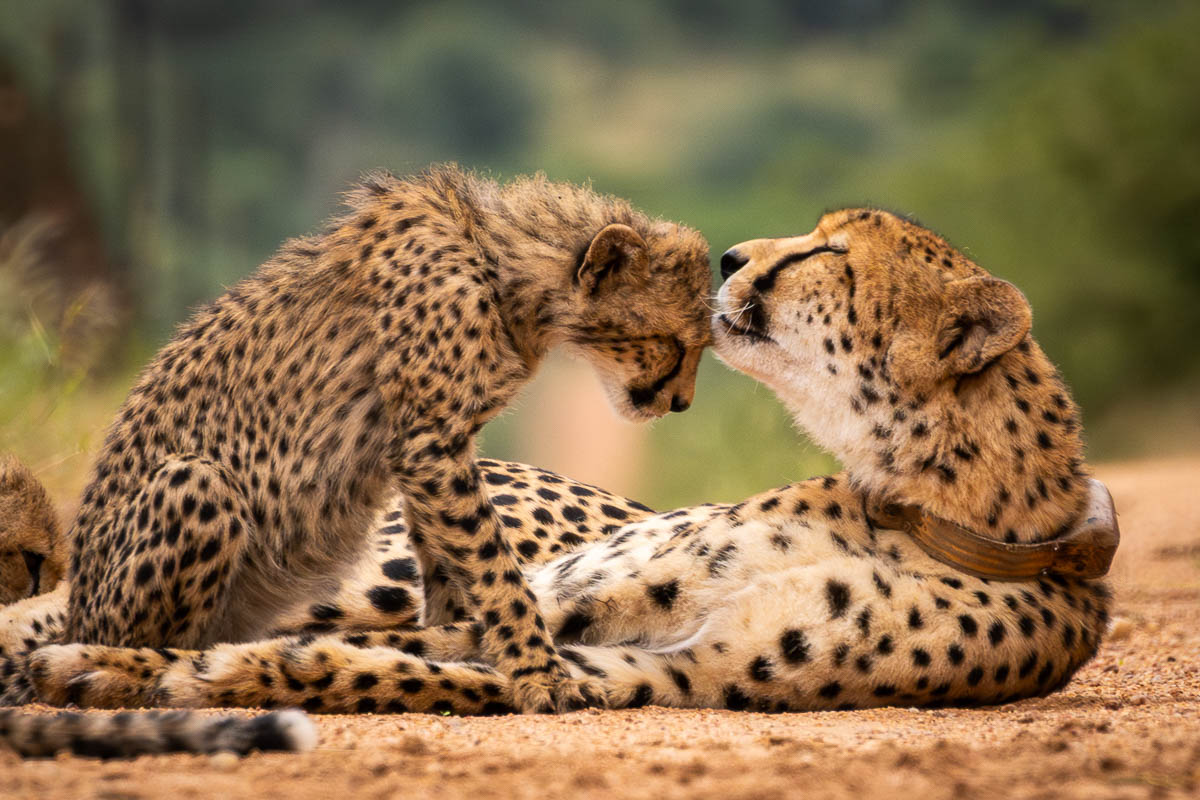 cheetah female licking cub