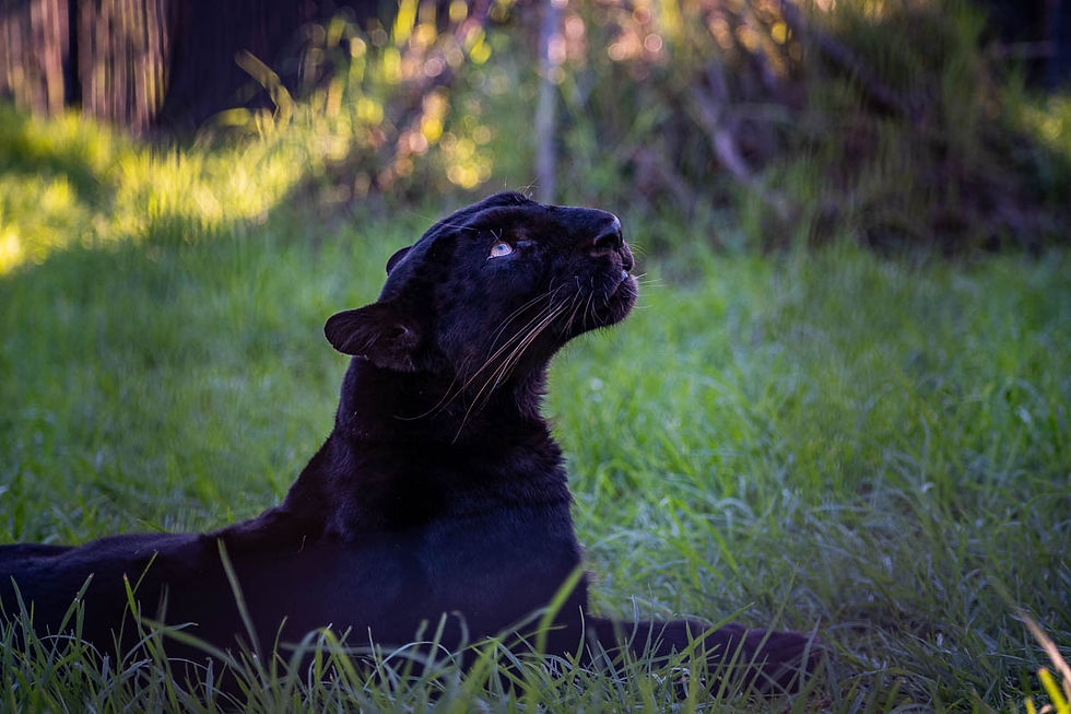 Pardus