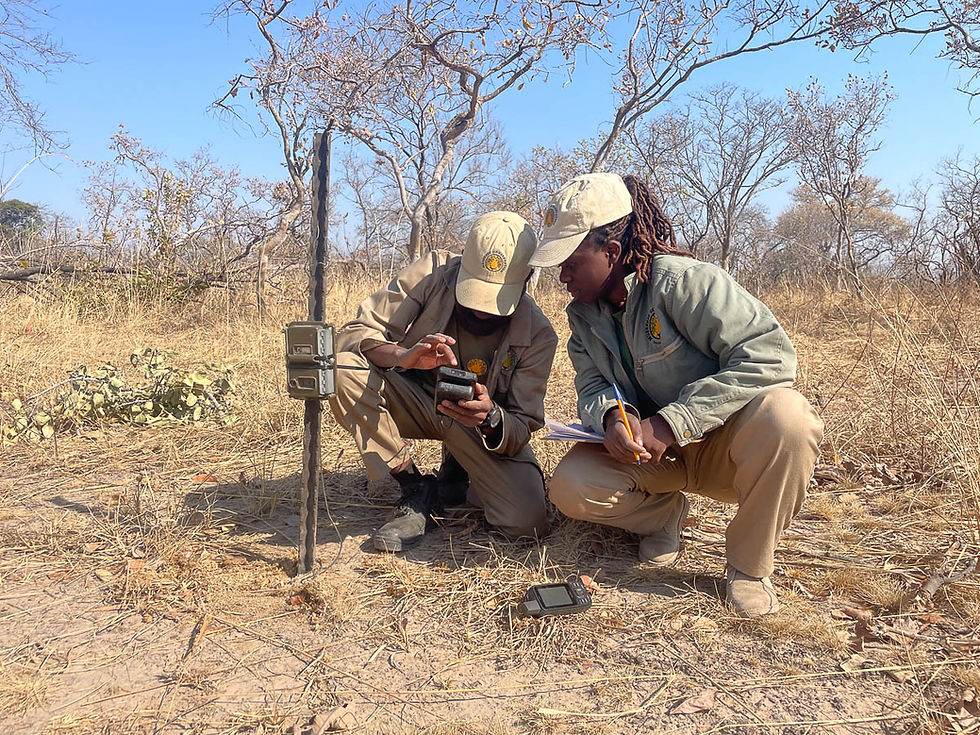 Camera trap setup Musekese Conservation