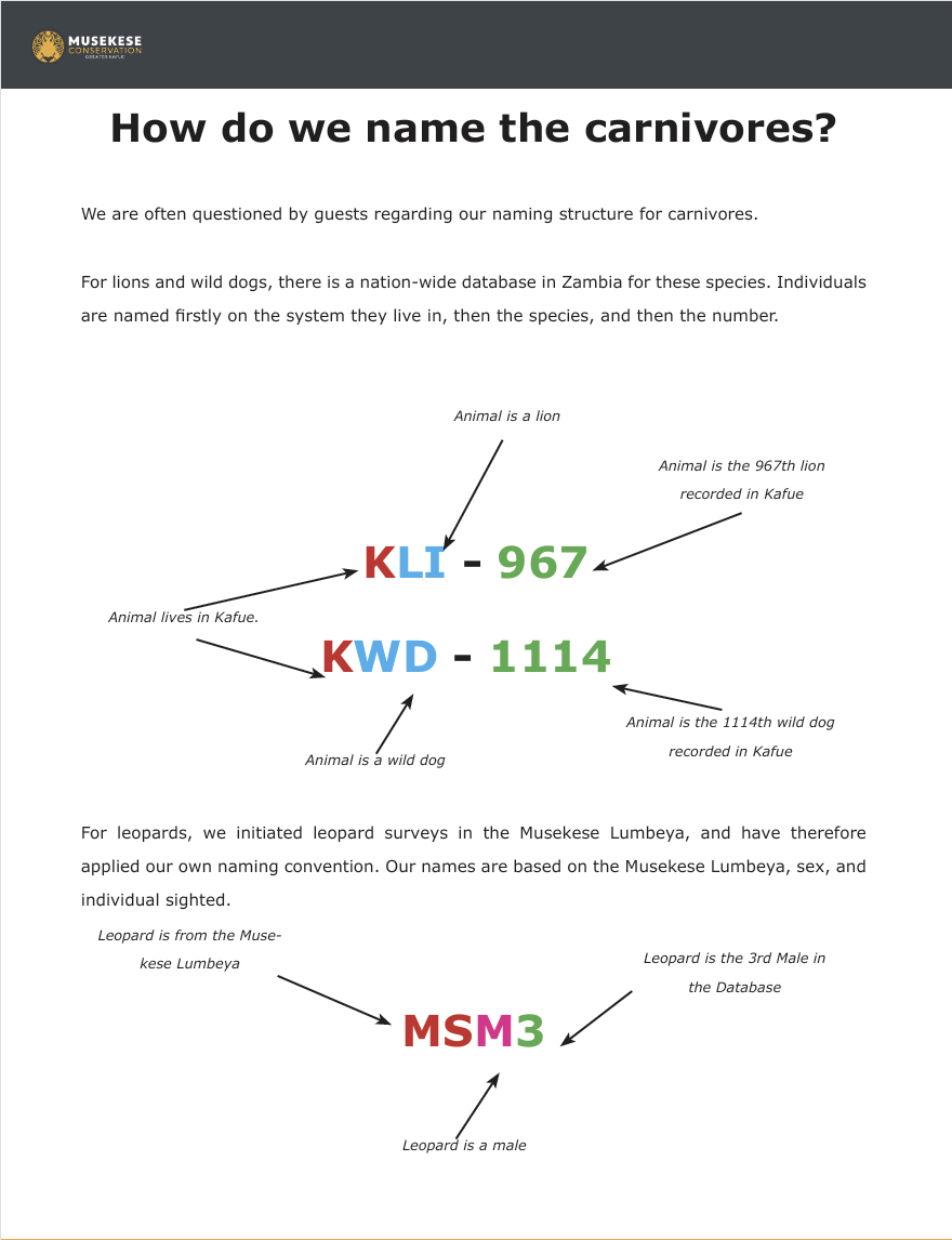 How do you name a leopard Musekese Conservation