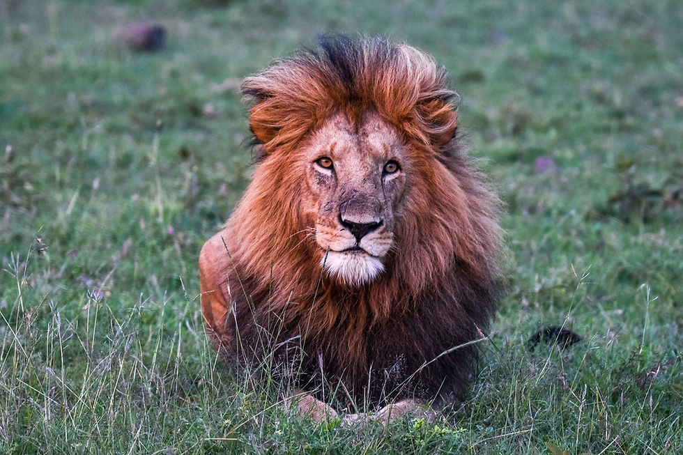 Join Kenya Conservation  Work and Mara Safari - November 2026