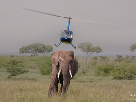 Mara Elephant Project helicopter chasing an elephant, photo by Jeffrey Wu Photography