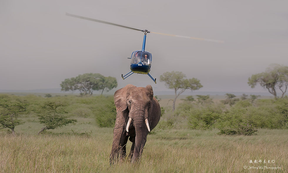Elephant being chased by a Mara Elephant Project helicopter, photograph by Jeffrey Wu Photography