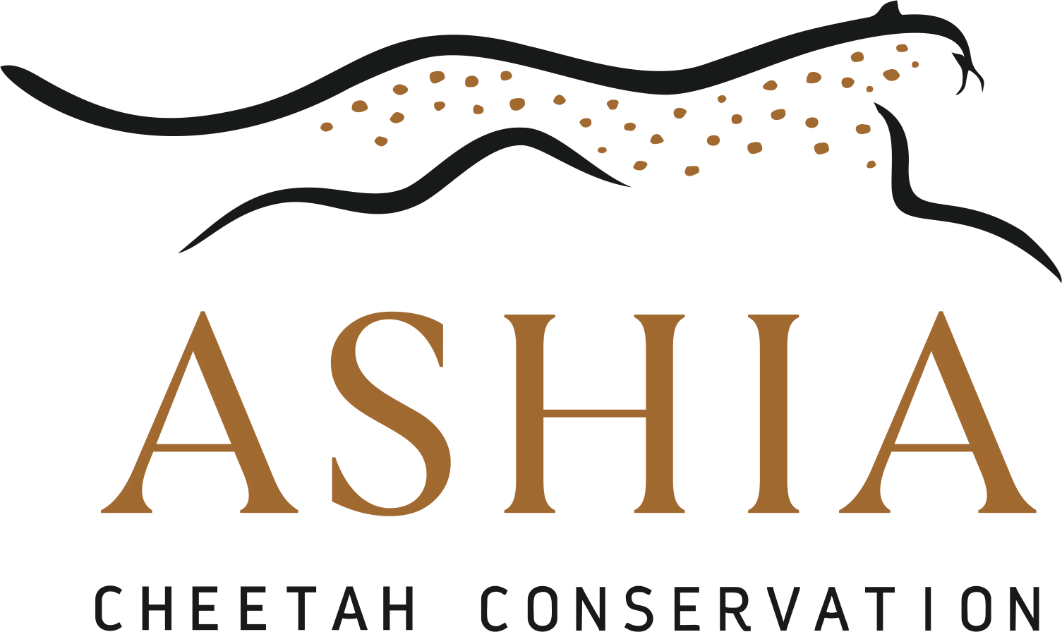 Ashia Cheetah Conservation | Indigo Earth Foundation
