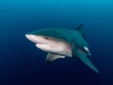 Bull Shark - Photo Christopher Bartlett