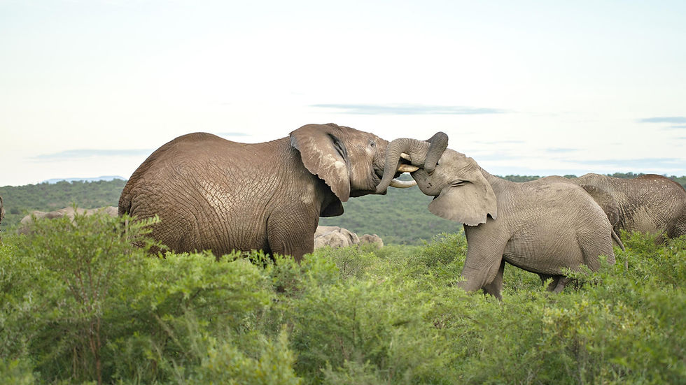 Join a Conservation Safari in South Africa | 2-14 May 2027