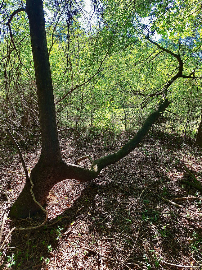 Buddha Tree in Shadow.jpg