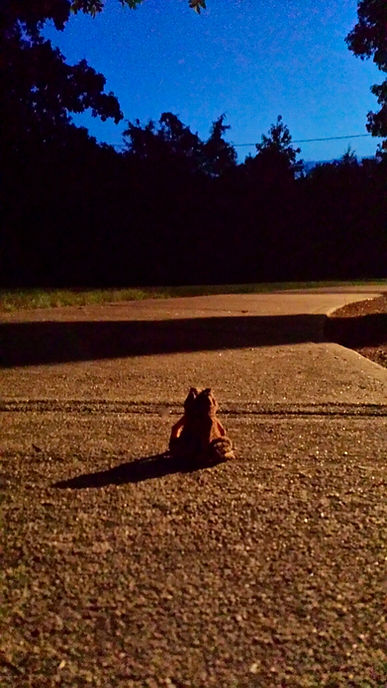 Twilight Froggy.jpeg