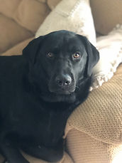 Moose