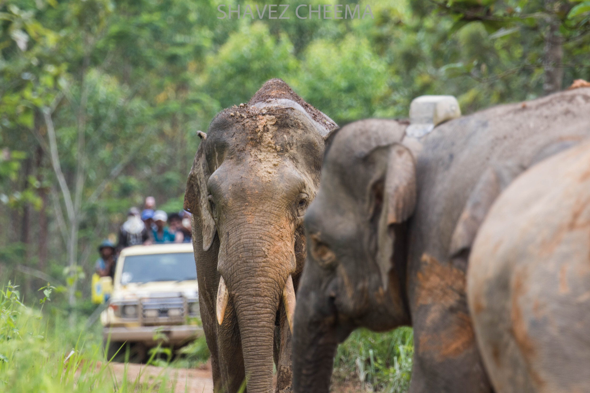 elephant 3.jpg