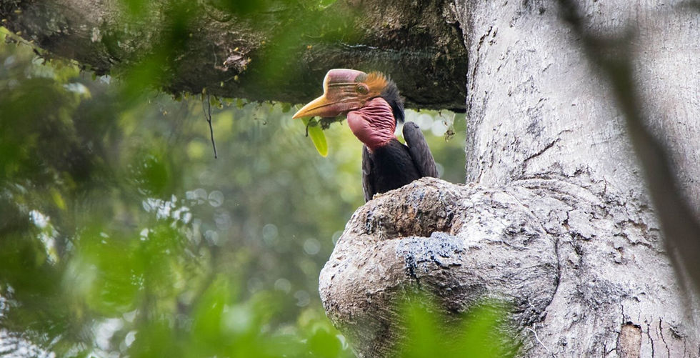 Helmeted+Hornbill+Shavez+full+page.jpg