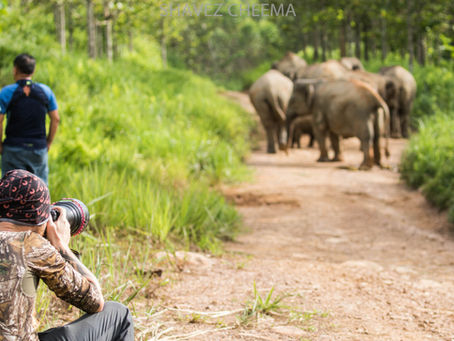 Can Elephants and Plantations co exist to a mutual benefit