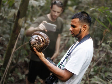Pangolin rescues