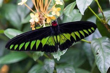 Figure 1: Adult male Rajah Brooke’s Birdwing; at rest the forewings obscure the upper portion of the hind wingshttps://www.weather2travel.com/images_blog/rajah-brookes-birdwing.jpg
