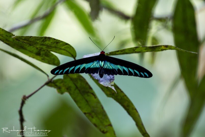 Figure 2: Adult female Rajah Brooke’s Birdwing The female is less colourful than the male; at rest, the butterfly’s forewings are partially covering the hind wings but leaving their blue patches exposed.  Image included courtesy of Richard Thomas.