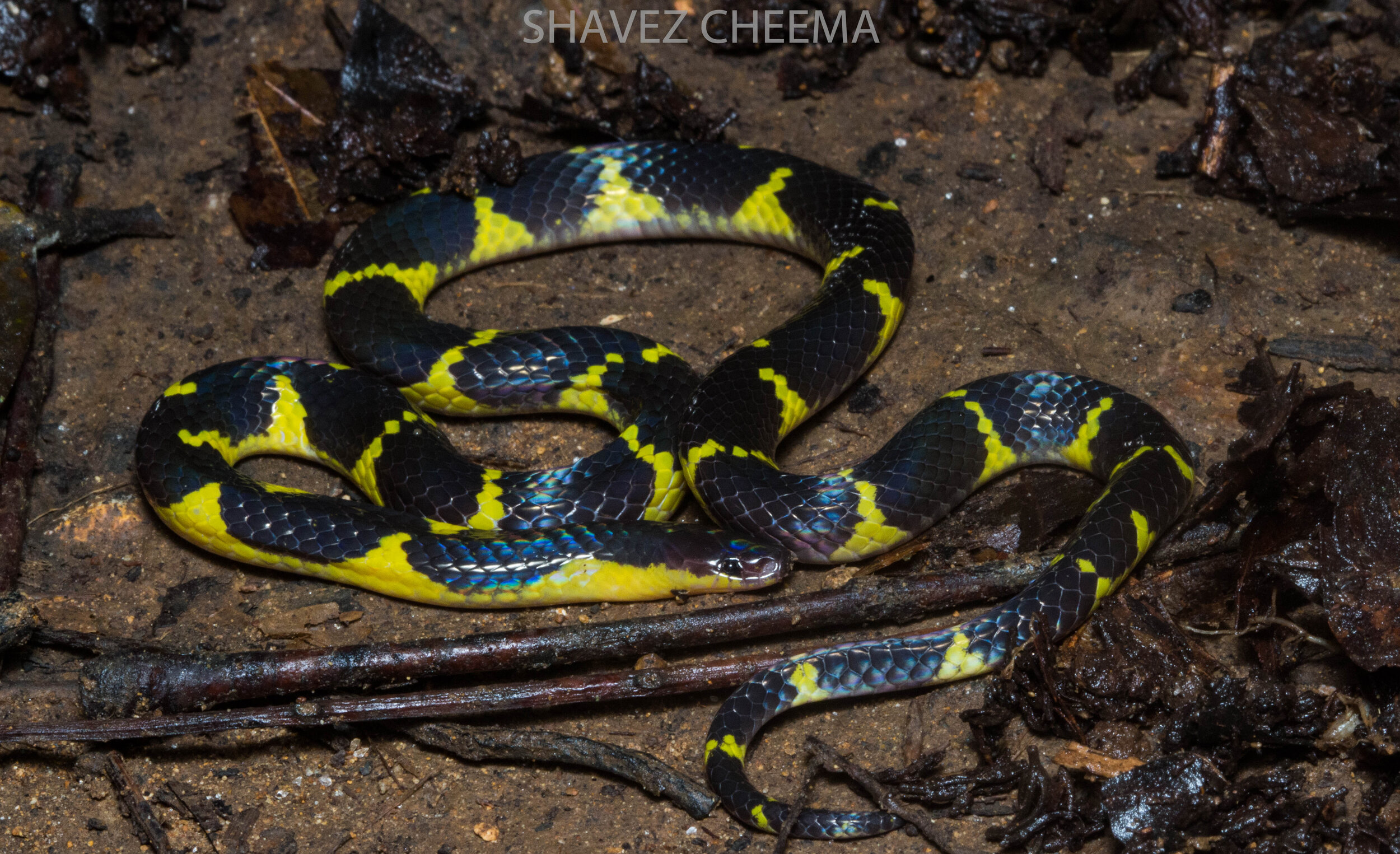 Tawau Banded Reed Snake- Potientially New Species