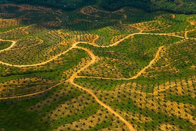 Palm Oil in Sabah: boycott or embrace? A view from outside