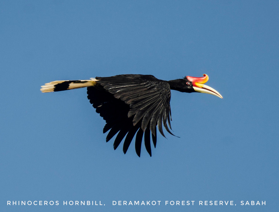 rhino hornbill dfr-01.jpg