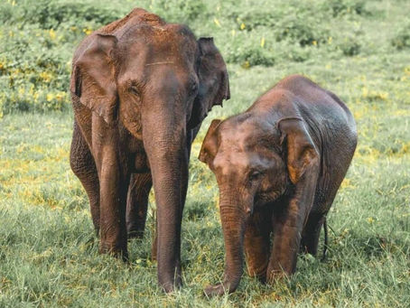 20+ Ethical Elephant Encounters you can have in the World