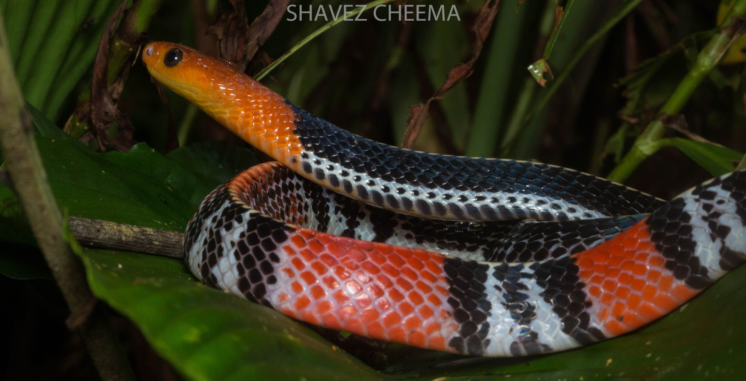Red Headed Krait