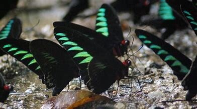 Figure 3: Male Rajah Brookes puddling on mud; when feeding in this way, adult males are likely to be visible to predators. Image included courtesy of blogspot.com