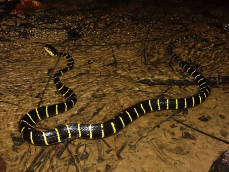 Herping Borneo