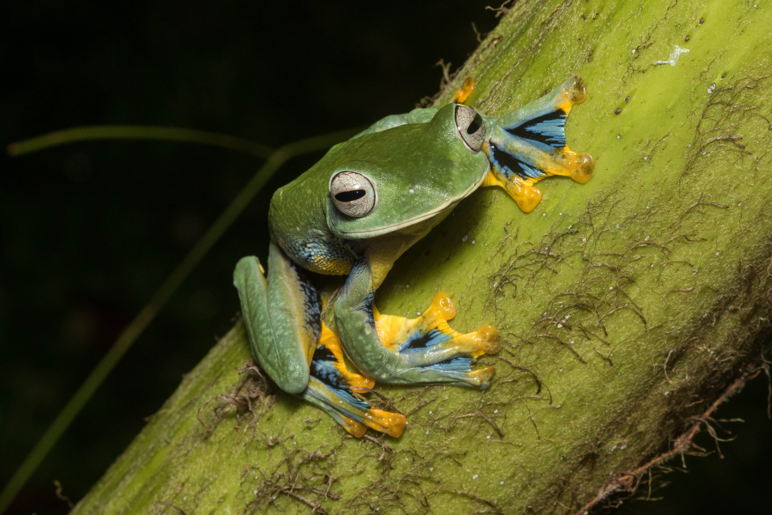 Borneo Flying Frog