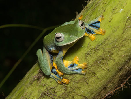 KATAK DAN ULAR DI TAMAN-TAMAN SABAH