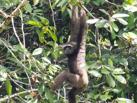 Tawau: a key mammal-watching destination in Borneo.