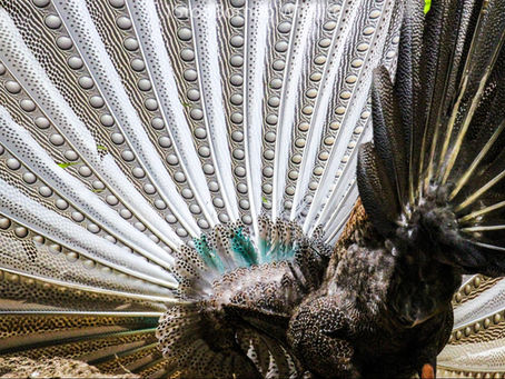 Burung Keruai, The magnificent bird