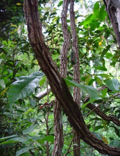 Figure 4: Aristolochia foveolataImage included courtesy of: www.earth.com/earthpedia/plant/pl/aristolochia-foveolata/